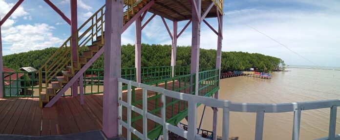 Mangrove