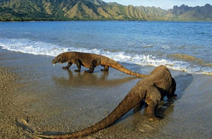 Taman Nasional Komodo