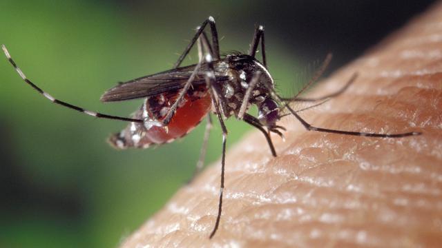 050568800_1610606181-mosquito-1332382_1280