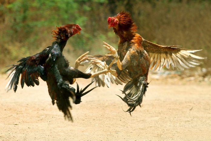 Ayam adalah Hasil Evolusi Dinosaurus, Benarkah?