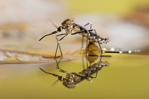 istockphoto-157316301-612x612