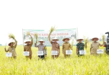 Lamongan Jadi Kabupaten dengan Produksi Padi Tertinggi di Jawa Timur Tahun 2025