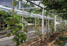 Jadi Kawasan Agrowisata Favorit Kota Palu, Kebun Anggur Duyu Bangkit Bukti Kerja GTRA