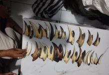 Kemenhut Gagalkan Penjualan Sisik Trenggiling dan Paruh Rangkong di Kota Padang