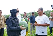 Kampung Harapan Siak Sukses Kembangkan Semangka, Puluhan Warga Kini Dapat Penghasilan Tambahan