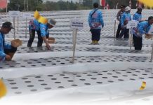 Sumedang Mulai Uji Coba Budidaya Bawang Putih, Target Perluasan hingga 5 Hektare