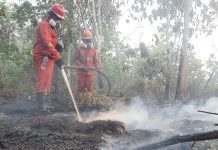 Hotspot Nasional Turun 56 Persen, Pengendalian Karhutla Tetap Diperkuat