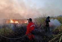 Api di Taman Nasional Way Kambas Berhasil Dipadamkan, Seluruh Gajah Aman