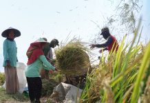 El Nino 2026 Menguat, Pemerintah Siapkan Strategi Jaga Harga Beras Tetap Stabil