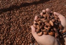 Harga Referensi Biji Kakao Agustus 2026 Melonjak 36,66 Persen, Kemendag Sebut Dampak El Nino