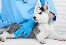 Jaga Babel Tetap Bebas Rabies, Barantin Buka Vaksinasi Gratis untuk 30 Anjing