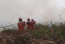 Hotspot Nasional Turun 558 Titik, Kemenhut Perkuat Pengendalian dan Penyelamatan Satwa Terdampak Karhutla