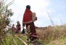 Peringati Hari Pangan Sedunia 2026, Pemkab Garut dan Komunitas Petani Salurkan Bantuan Benih hingga Atasi Kekeringan