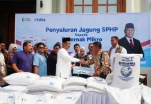 Pemerintah Guyur 250 Ribu Ton Jagung SPHP untuk Peternak Ayam Petelur, Harga Pakan Dijamin Stabil!