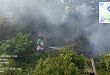 Karhutla Seluas 6 Hektare di Ambon Berhasil Dipadamkan, Ratusan Hotspot Terpantau di Maluku