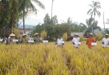 Panen Raya di Tanjungkerta Sumedang: Lewat Revolper, Bupati Dony Dorong Kesejahteraan Petani